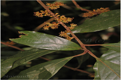 Actinodaphne angustifolia